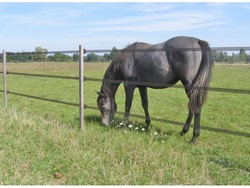 316 thickbox default 500 m ruban marron 4 cm m4.jpg