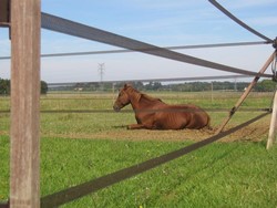 317 thickbox default 500 m ruban marron 4 cm m4.jpg