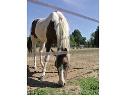 417 thickbox default cloture electrique cheval.jpg